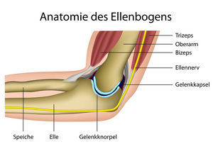 anatomie-des-ellenbogens